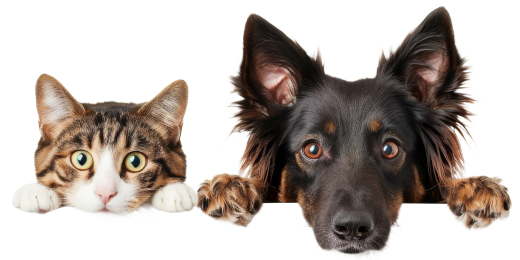 cat dog