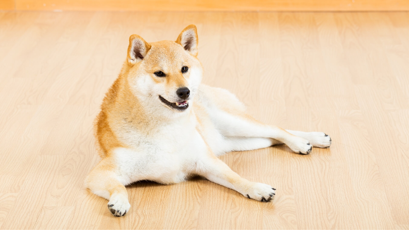พารู้จักหมาชิบะ อินุ สุนัขไซซ์กลางอิมพอร์ตจากญี่ปุ่น | Perfect Companion