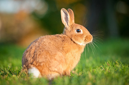 rabbit-basics-ten-facts-all-potential-owners-should-be-aware-of-554a26f3058ae
