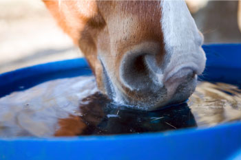 horse-drinking-water