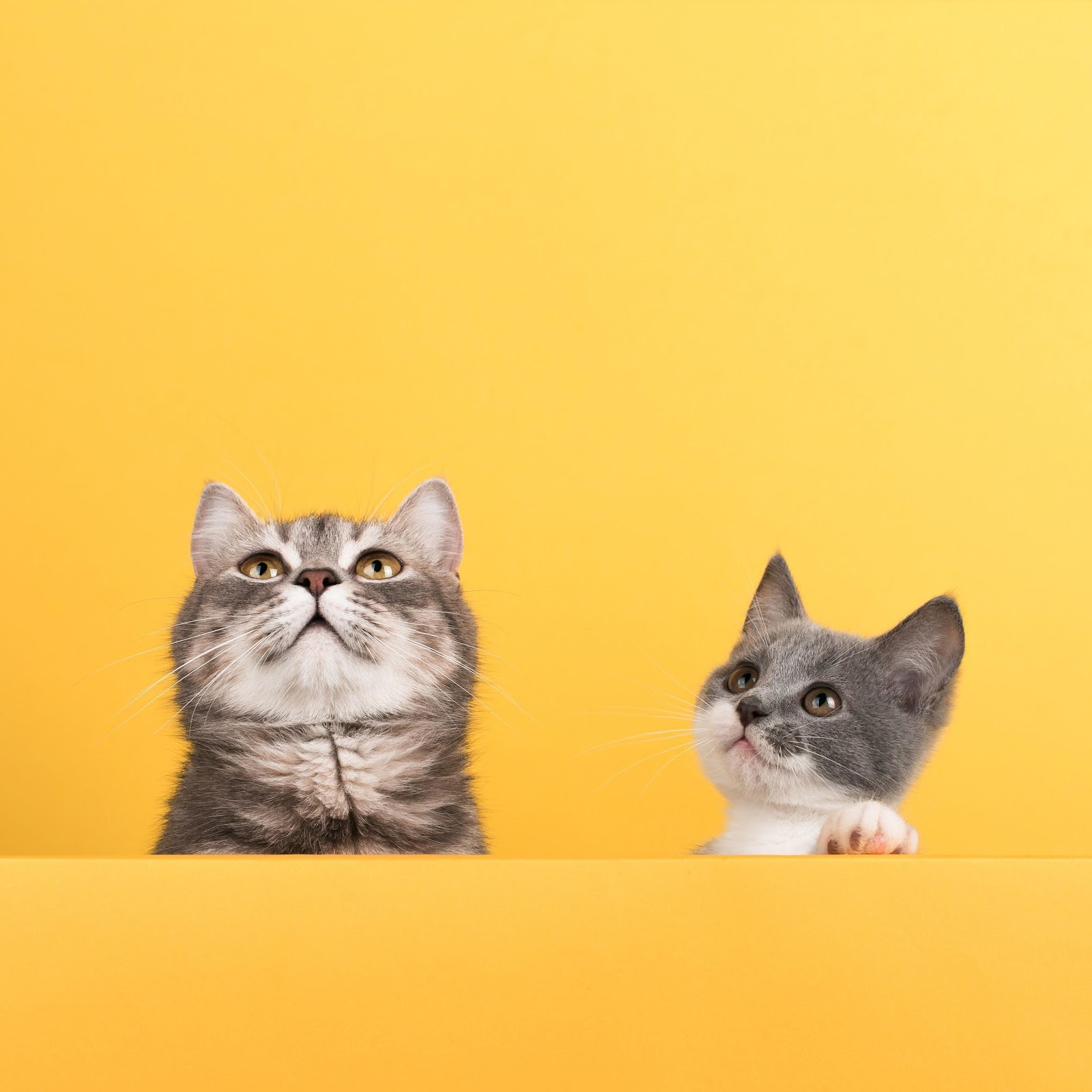 à¸„ à¸¡ à¸­à¸ªà¸³à¸«à¸£ à¸šà¸—à¸²à¸ªà¹à¸¡à¸§à¸¡ à¸­à¹ƒà¸«à¸¡ à¸§ à¸˜ à¹€à¸¥ à¸¢à¸‡à¸¥ à¸à¹à¸¡à¸§à¹ƒà¸« à¸¡ à¸ª à¸‚à¸ à¸²à¸žà¸